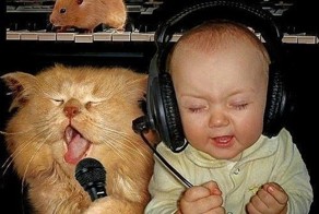 новый альбом кота Бориса .