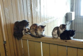 Кошки живут в подъезде