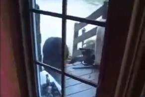 Кот атаковал медведя