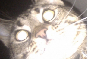 Ваш кот вас любит?