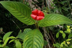 Самое распутное растение на планете