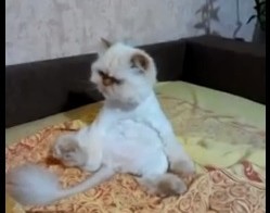 Кот СемЁн
