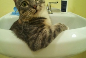 Прикольные кошки