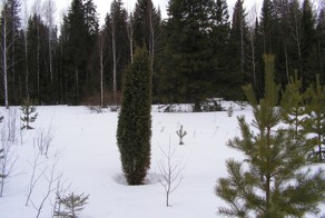 Природа просыпается