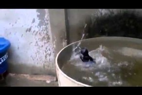 КОТ упал 10 раз!