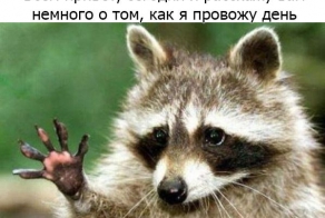 Один день из жизни енота, рассказанный самим енотом