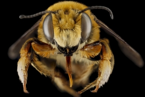 КАК ИЗМЕНИТСЯ МИР, ЕСЛИ ИСЧЕЗНУТ ПЧЕЛЫ