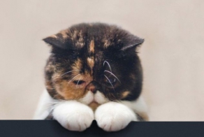 Самые грустные коты