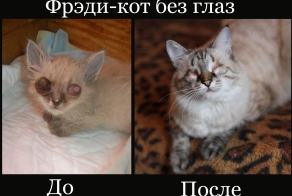 Фрэди кот без глаз