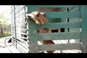 Prison Break побег умной собаки