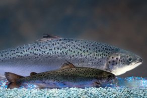 7 ГМО-продуктов, которые вынесут вам мозг