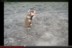 Нападение хомяка