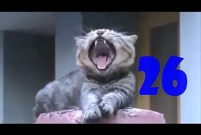 Смешные кошки. Выпуск #25 и Выпуск #26