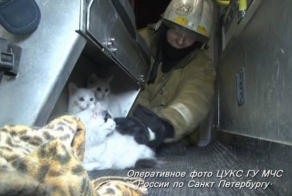Одиннадцать кошек спасли из пожара в квартире