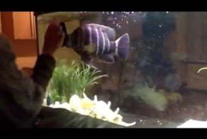 Ну очень злая рыба