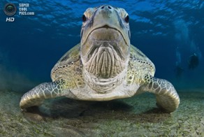 Лучшие работы конкурса подводной фотографии 2014 года