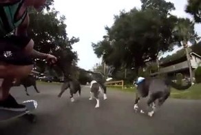 Скейтбординг на питбульей тяге.