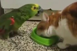 Кот не пускает попугая к своей еде