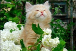 И снова - хорошего настроения!