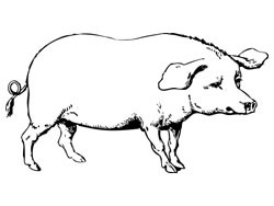 Самые странные войны.