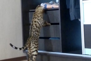 Очень сообразительный бенгальский котик