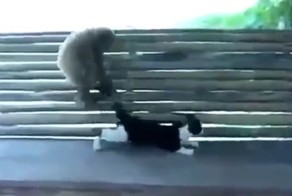 Обезьянка прикалывается над котом