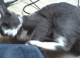 прикольные гифки