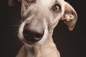 Питомцы фотографа Elke Vogelsang