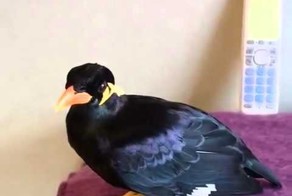 Забавная птица говорящая по Японски. 