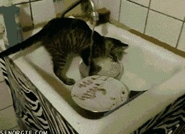 Приучил кота мыть посуду