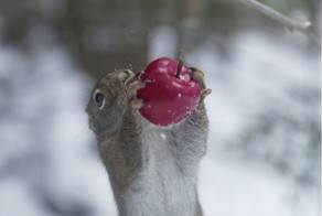 Белки и синицы