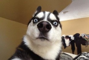 Лучше горькая, но правда  или пропала собака