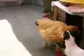 маньяк собака