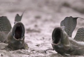 Илистые прыгуны.