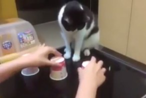 Наперстки с котом