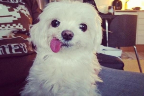 Смешные животные, потерявшие контроль над своим языком