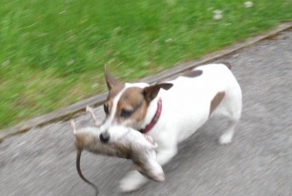 Англию оккупируют крысы размером с кошку