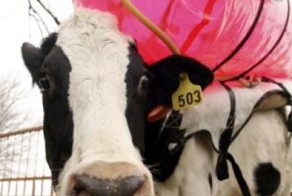 Коровьим газом теперь можно питать автомобиль