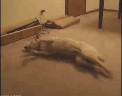 Случаи из жизни собак