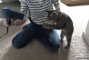 Небольшая Gif Подборка С Кошками Для Подъема Настроения