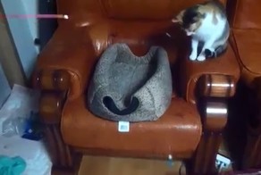 Кто играет с котом ?