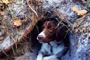 Собака любит рыть для себя норы