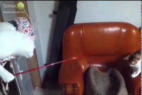 Кот рыбак=)