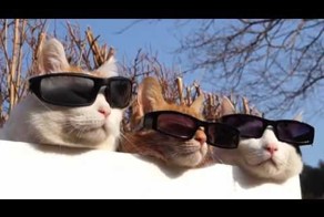 Кошки и солнцезащитные очки