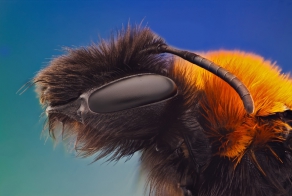 НАСЕКОМЫШИ и МАКРОСЪЕМКА.