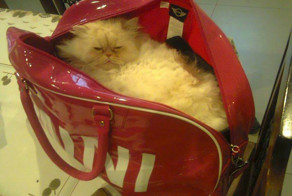 Забавные животные