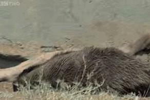 Поймай меня, если сможешь