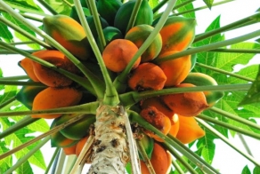 Интересные факты о папайе