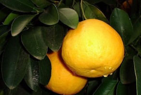 Сила Грейпфрута