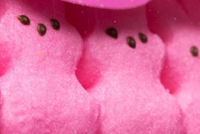 пасхальные кролики из зефира